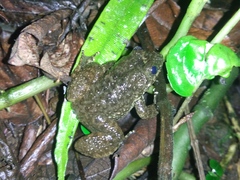 Limnonectes kuhlii