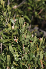 Banksia ornata