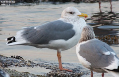 Larus fuscus heuglini