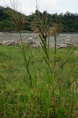 Phragmites karka