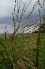 Phragmites karka