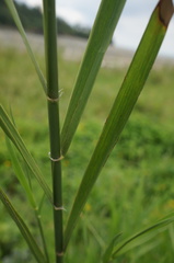Phragmites karka