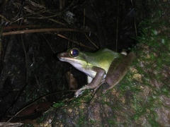 Odorrana hosii