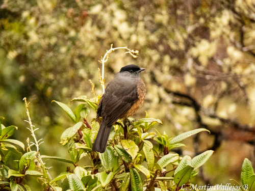 Bay-vented Cotinga (Doliornis sclateri), photo 6