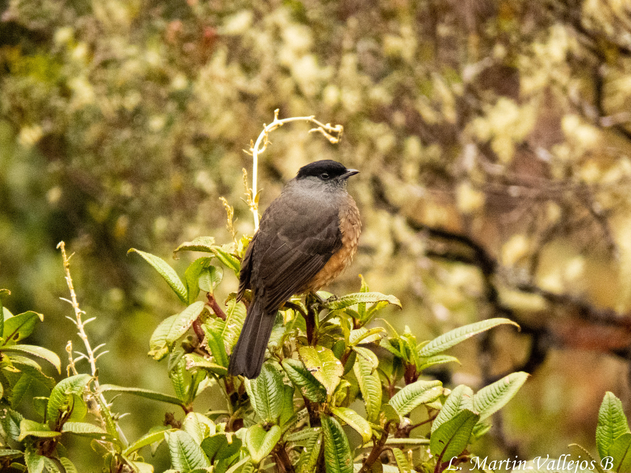 Bay-vented Cotinga (Doliornis sclateri), photo 4