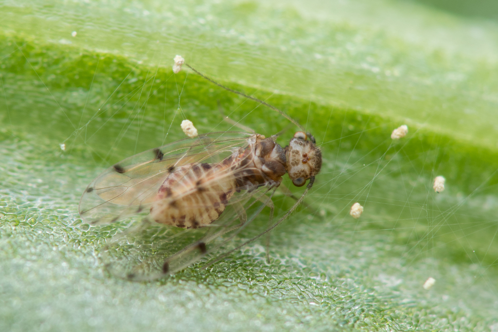 Peters' barklouse