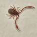 Pseudoscorpions - Photo (c) Ryan Hodnett, some rights reserved (CC BY-SA)