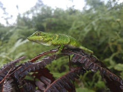 Pseudocalotes tympanistriga