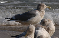 Larus argentatus vegae