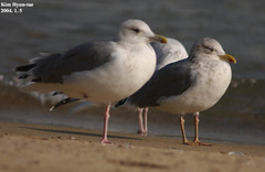 Larus fuscus heuglini