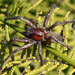 Prowling Spiders - Photo (c) Geoffrey Cox, some rights reserved (CC BY-NC), uploaded by Geoffrey Cox