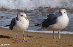 Larus fuscus heuglini