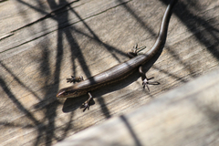 Pseudemoia entrecasteauxii