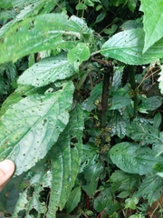 Paraphlomis javanica