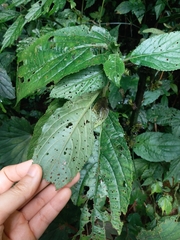 Paraphlomis javanica