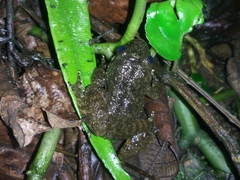 Limnonectes kuhlii