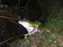 Odorrana hosii