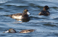 Aythya fuligula
