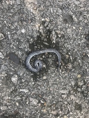 Pareas margaritophorus