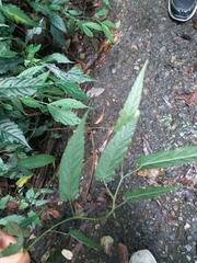 Rubus swinhoei