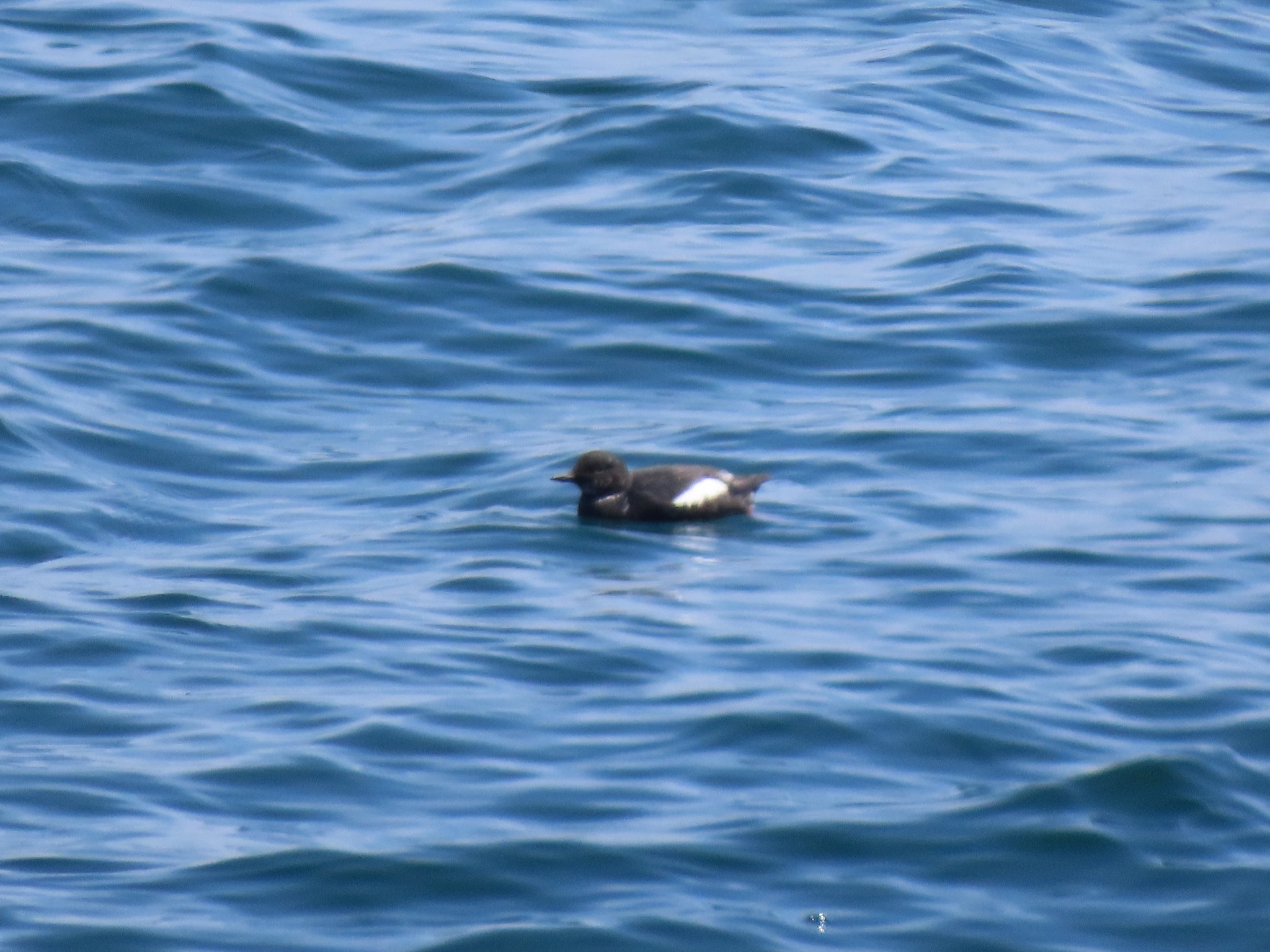 airo-columbino, arao colombino, arao pichón, guillemot colombin, pigeon guillemot