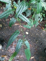 Rubus swinhoei
