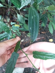 Rubus swinhoei