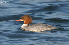 Mergus merganser