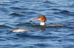 Mergus merganser
