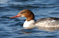 Mergus merganser
