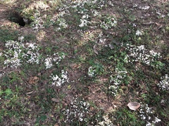 Termitomyces microcarpus