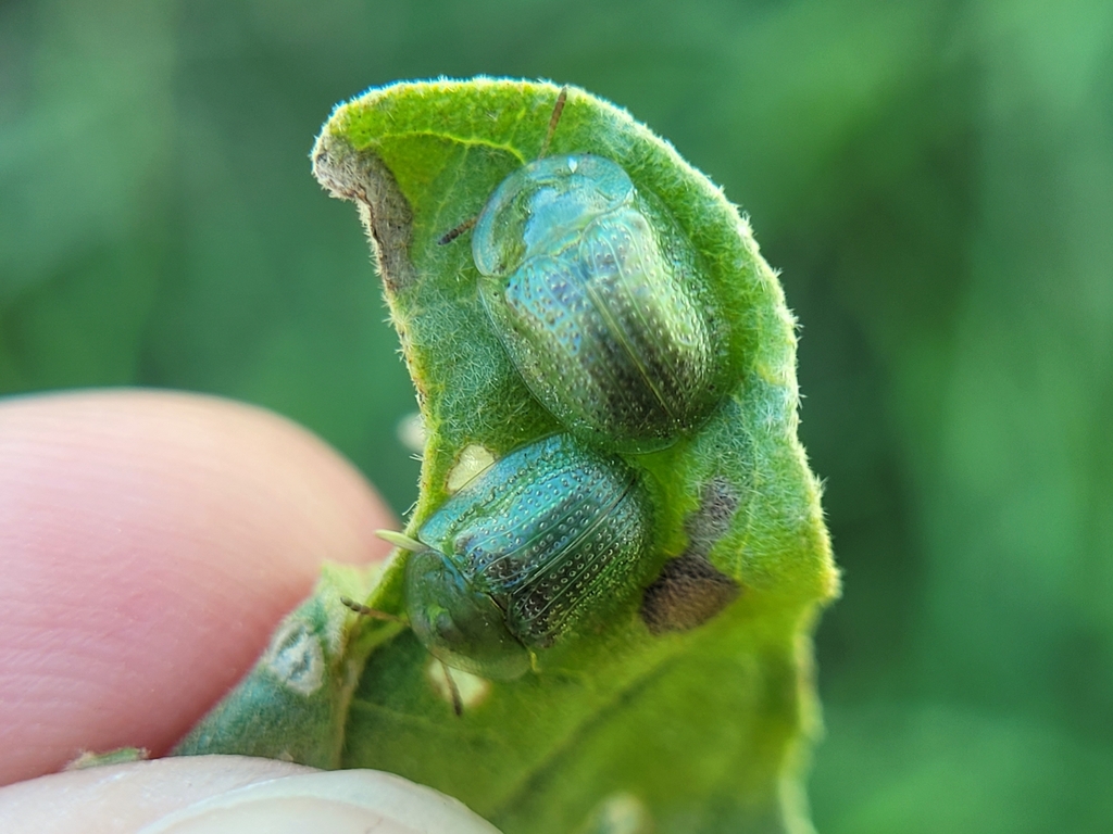 eggplant-tortoise-beetle-from-college-station-tx-77840-usa-on-april