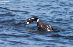 Histrionicus histrionicus