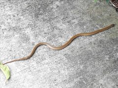 Oligodon formosanus