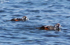 Histrionicus histrionicus