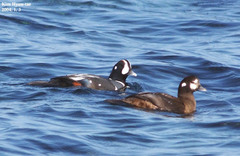 Histrionicus histrionicus