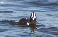 Histrionicus histrionicus