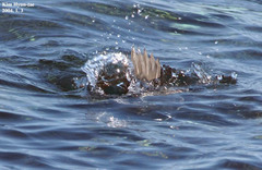 Histrionicus histrionicus