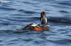 Histrionicus histrionicus