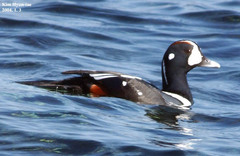 Histrionicus histrionicus