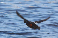 Histrionicus histrionicus