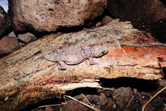 Hemidactylus awashensis