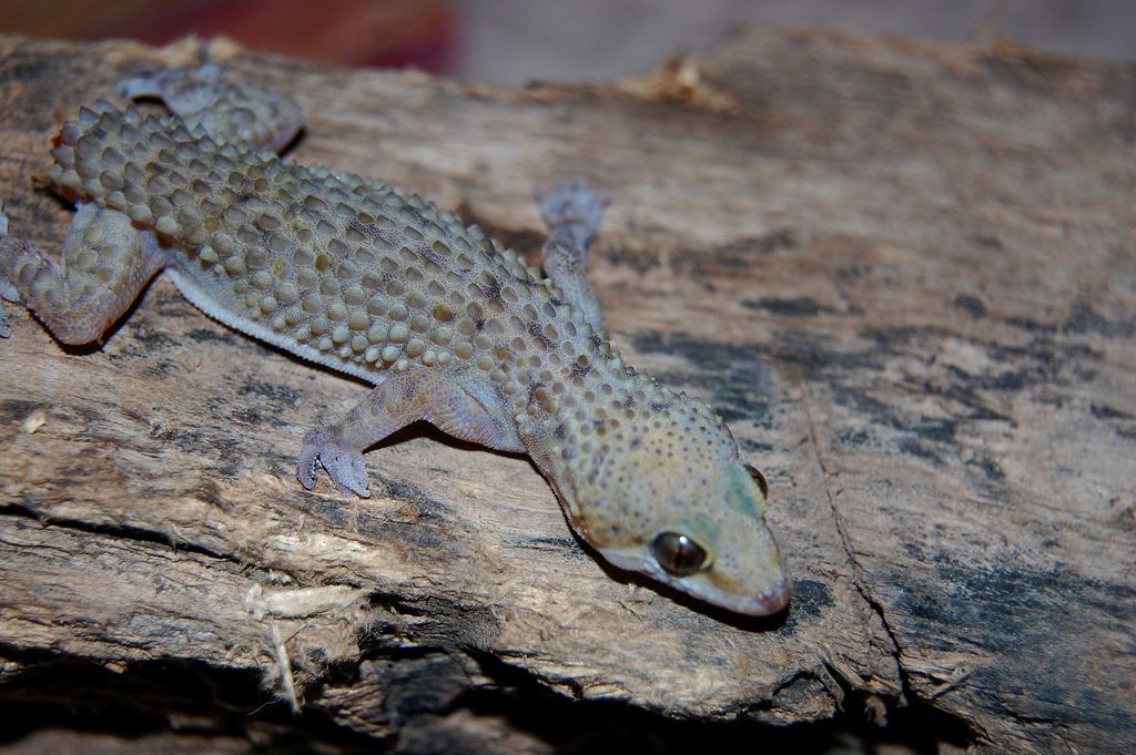 Awash Half-Toed Gecko