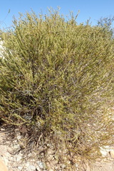 Phylica wittebergensis