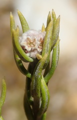 Phylica wittebergensis