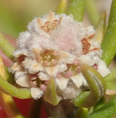 Phylica wittebergensis