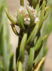 Phylica wittebergensis