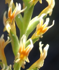 Hebenstretia robusta