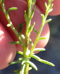 Hebenstretia robusta