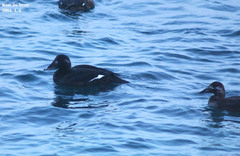 Melanitta stejnegeri